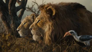 The Lion King GIFs